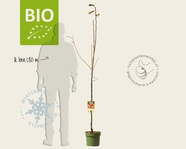 Malus domestica 'Rode Boskoop' - BIO halfstam