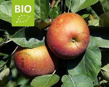 Malus domestica 'Rode Boskoop' - BIO halfstam