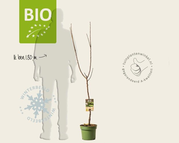 Prunus domestica 'Reine Claude D'Oullins' - BIO laagstam