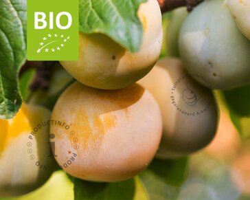 Prunus domestica 'Reine Claude D'Oullins' - BIO laagstam