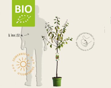 Prunus domestica 'Opal' - BIO laagstam