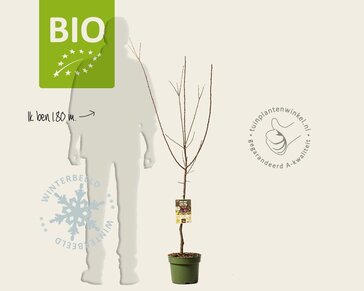 Prunus domestica 'Opal' - BIO laagstam