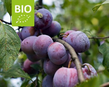 Prunus domestica 'Opal' - BIO laagstam