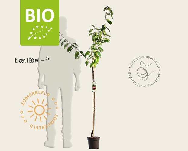 Prunus avium 'Regina' - BIO halfstam