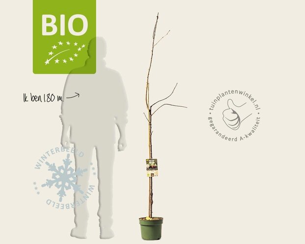 Prunus avium 'Regina' - BIO halfstam