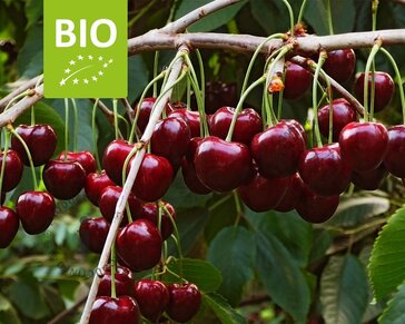 Prunus avium 'Regina' - BIO halfstam