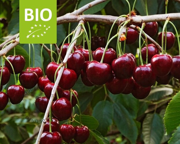 Prunus avium 'Regina' - BIO halfstam