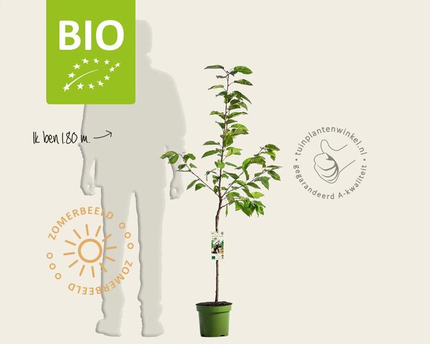 Prunus avium 'Kordia' - BIO laagstam