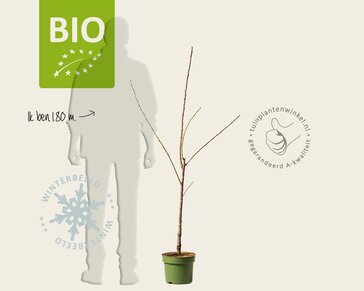 Prunus avium 'Kordia' - BIO laagstam