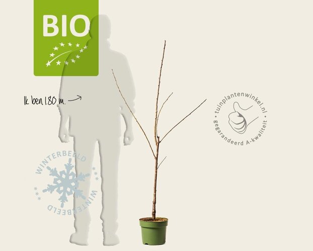 Prunus avium 'Kordia' - BIO laagstam