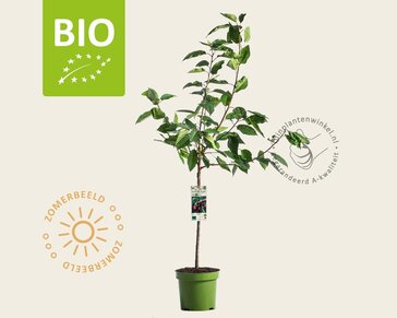 Prunus avium 'Lapins' - BIO laagstam