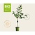 Prunus avium 'Lapins' - BIO laagstam