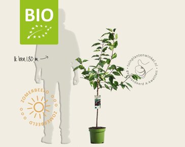 Prunus avium 'Lapins' - BIO laagstam