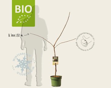 Prunus avium 'Lapins' - BIO laagstam