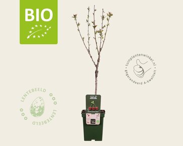 Prunus avium 'Kordia' - BIO mini