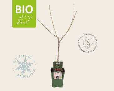 Prunus avium 'Kordia' - BIO mini