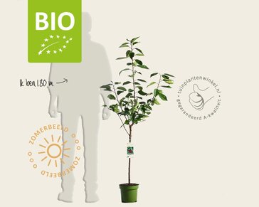Prunus avium 'Stella' - BIO laagstam