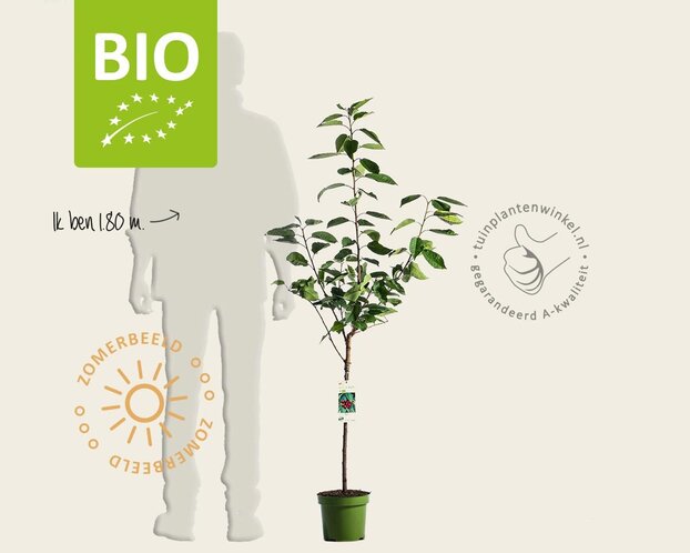 Prunus avium 'Stella' - BIO laagstam