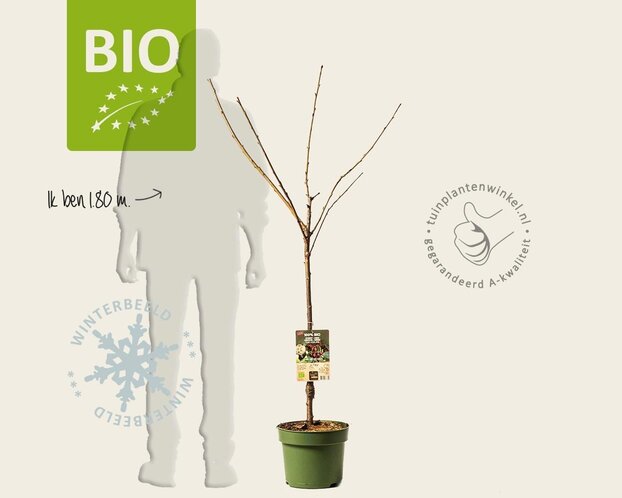 Prunus avium 'Stella' - BIO laagstam