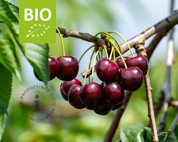 Prunus avium 'Stella' - BIO laagstam