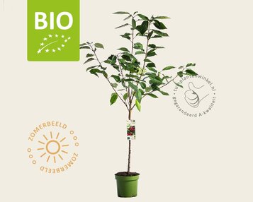 Prunus avium 'Sunburst' - BIO laagstam image