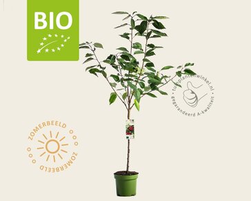 Prunus avium 'Sunburst' - BIO laagstam