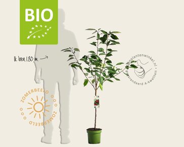 Prunus avium 'Sunburst' - BIO laagstam