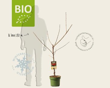 Prunus avium 'Sunburst' - BIO laagstam