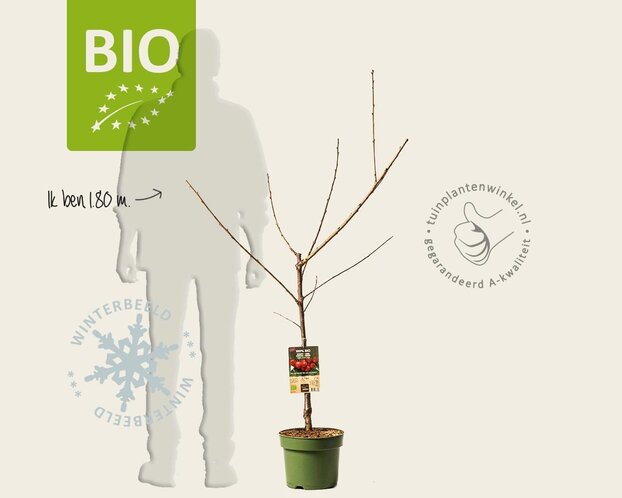 Prunus avium 'Sunburst' - BIO laagstam