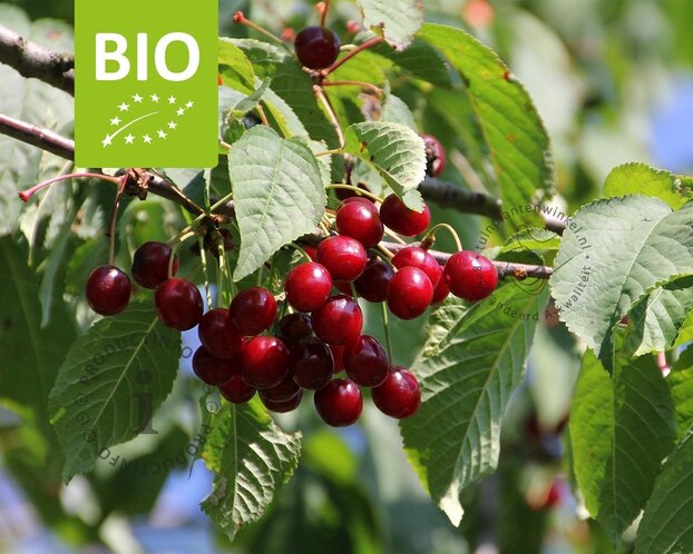 Prunus avium 'Sunburst' - BIO laagstam