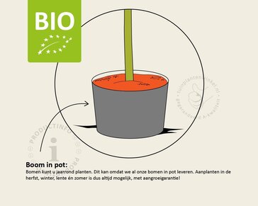 Prunus avium 'Sunburst' - BIO laagstam
