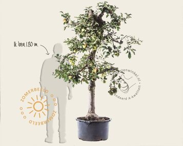 Malus domestica 'Rode Boskoop' - oude laagstam image