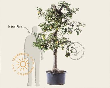 Alleen in winkel Malus domestica 'Rode Boskoop' - oude laagstam