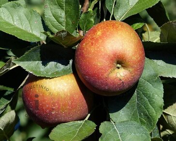 Alleen in winkel Malus domestica 'Rode Boskoop' - oude laagstam