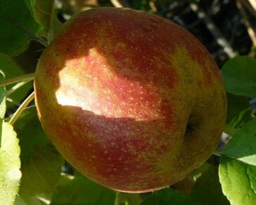 Alleen in winkel Malus domestica 'Rode Boskoop' - oude laagstam