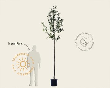 Malus domestica 'Cox's Orange Pippin' - hoogstam image