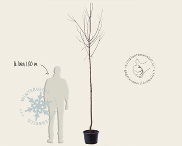 Malus domestica 'Cox's Orange Pippin' - hoogstam