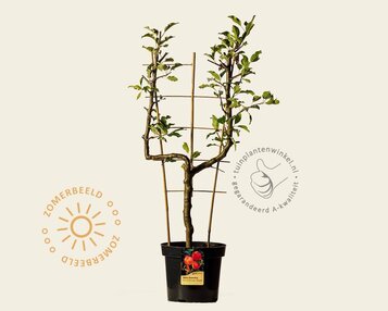 Malus domestica 'Cox's Orange Pippin' - U-vorm image