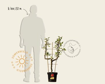 Malus domestica 'Cox's Orange Pippin' - U-vorm