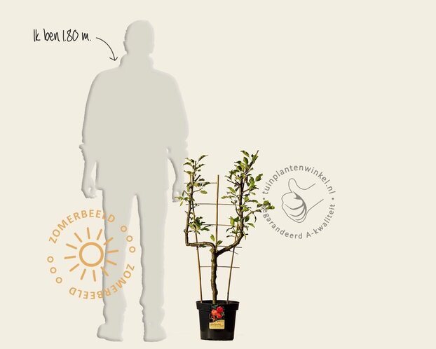 Malus domestica 'Cox's Orange Pippin' - U-vorm