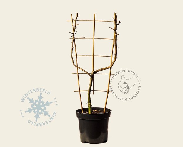 Malus domestica 'Cox's Orange Pippin' - U-vorm