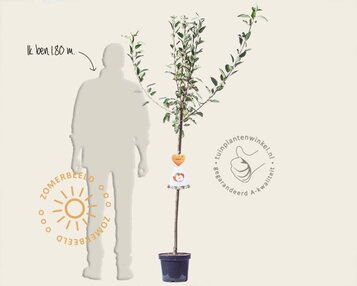 Malus domestica 'Cox's Orange Pippin' - halfstam image