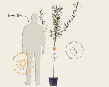 Malus domestica 'Cox's Orange Pippin' - halfstam