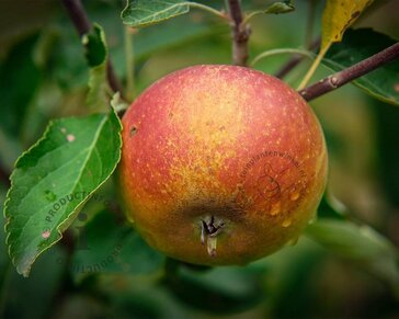 Malus domestica 'Cox's Orange Pippin' - halfstam