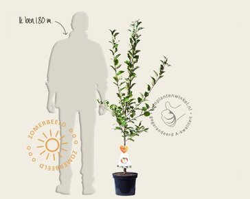Malus domestica 'Cox's Orange Pippin' - laagstam