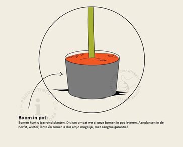 Malus domestica 'Cox's Orange Pippin' - laagstam