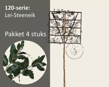 Steeneik leiboom - Rek 120x120 cm - pakket 4 stuks