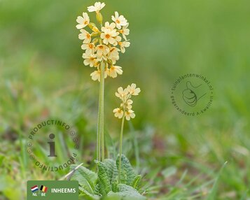 Primula elatior image