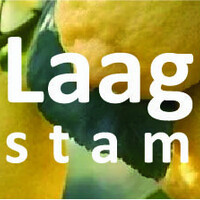 Citroenboom laagstam