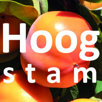 Kaki hoogstam